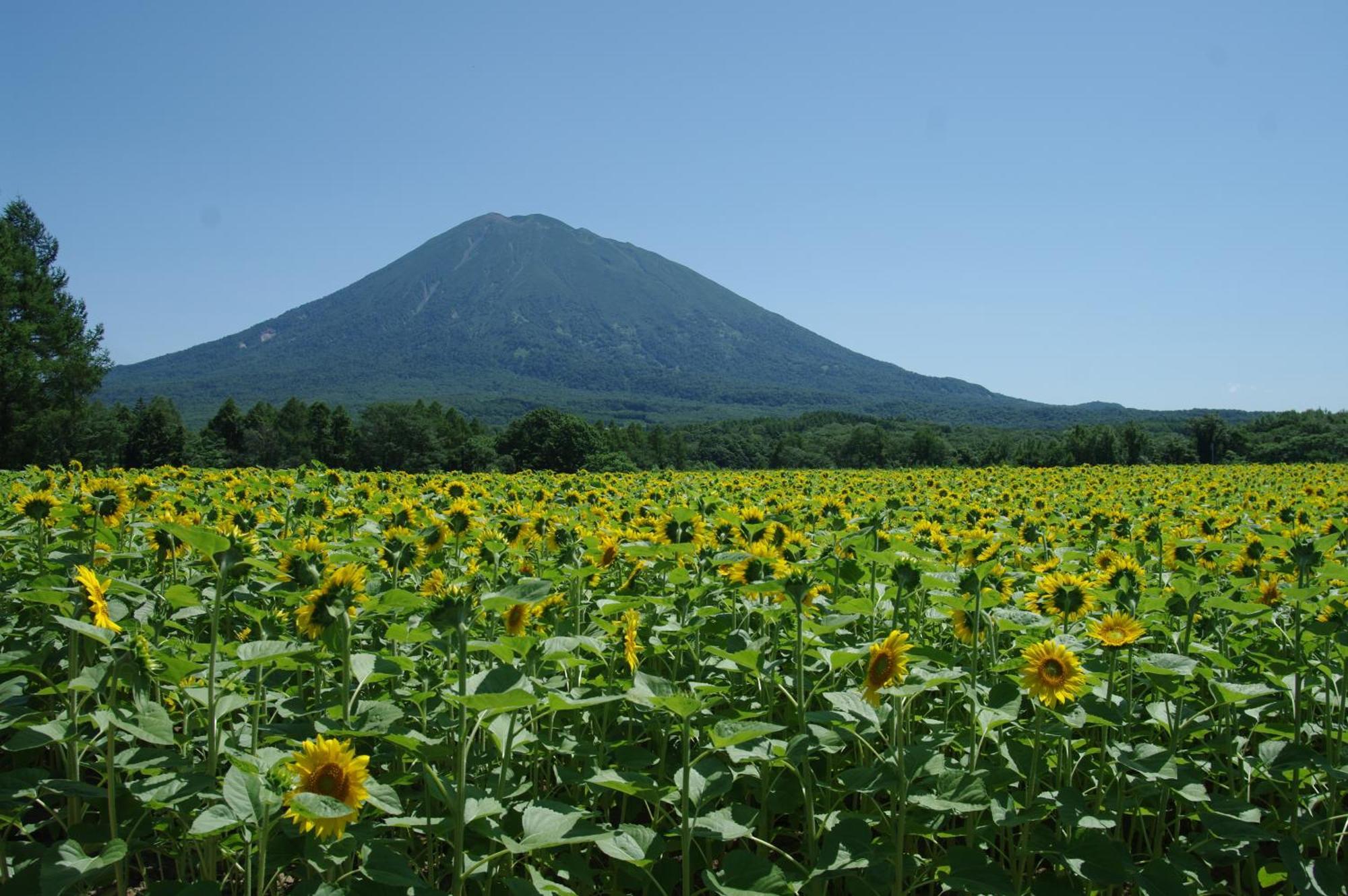 Villa Niseko Izumikyo Kutchan Exterior foto